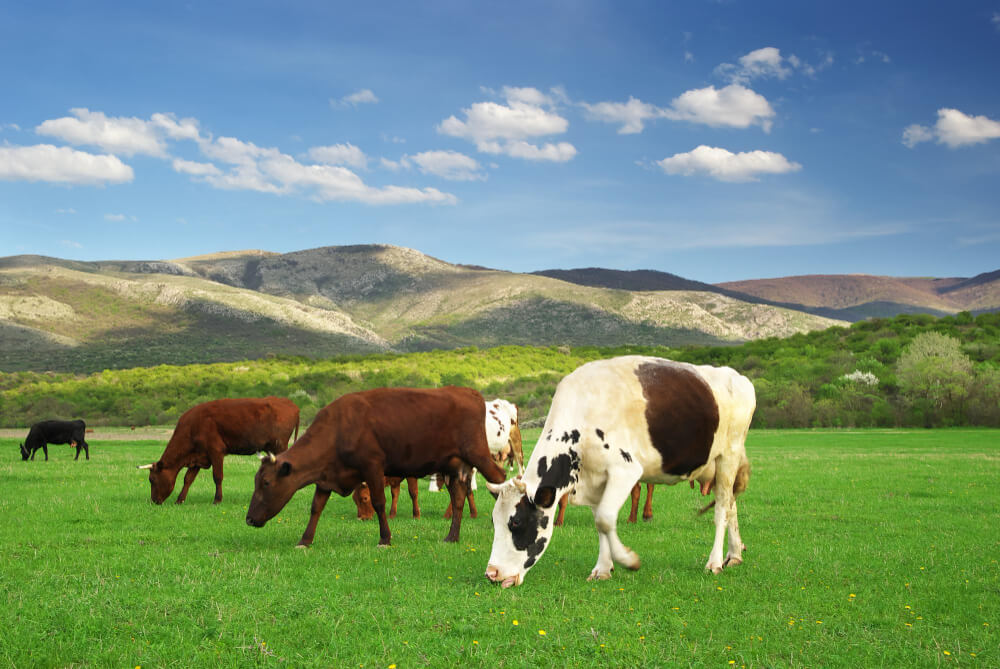 Comportamientos de terneros y toros