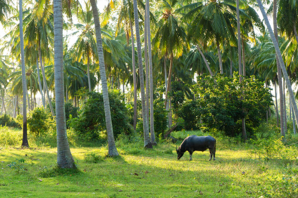 Bovinos en zonas tropicales