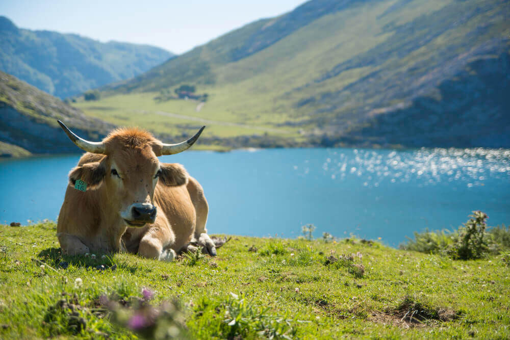 Temperaturas y manejo de las vacas lecheras