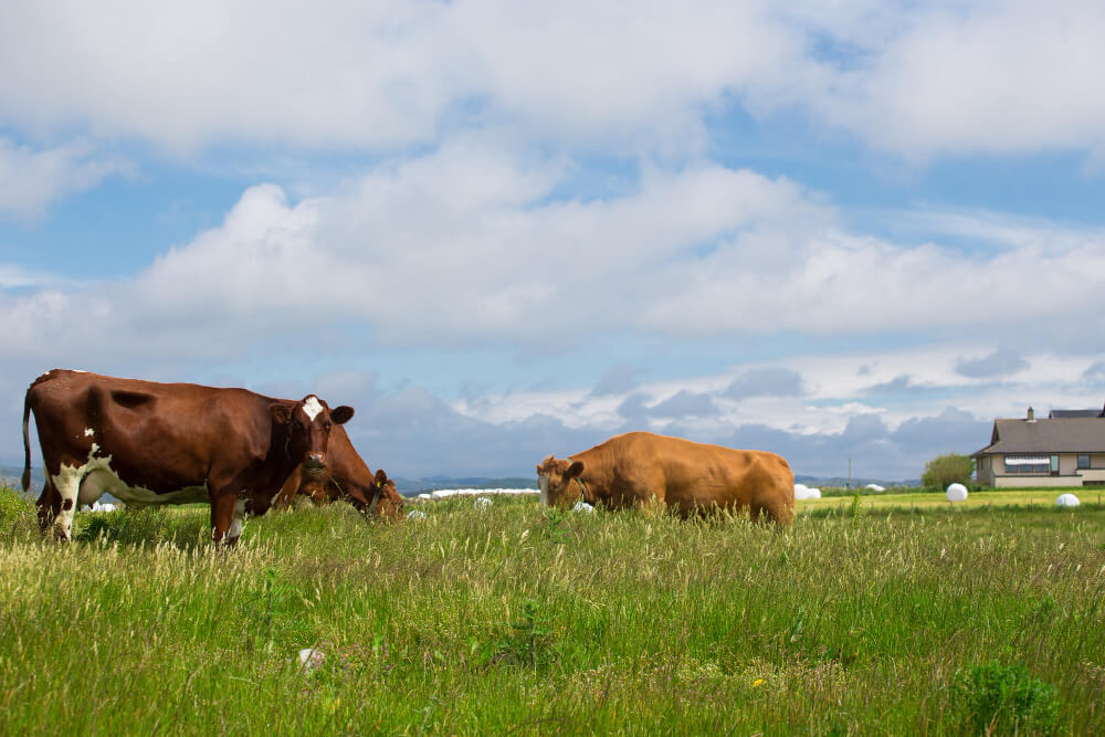 Luminosidad y crecimiento pasturas