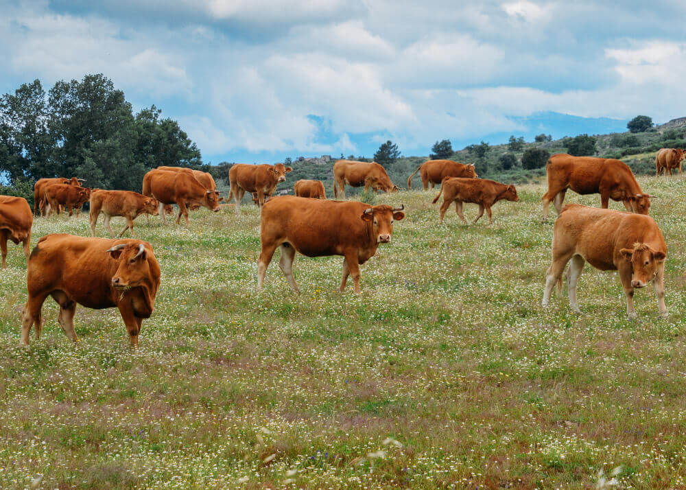 Ganadería dentro del campo y frigorificos