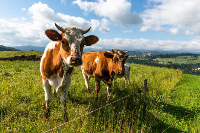 Clasificación de bosta bovina según su consistencia