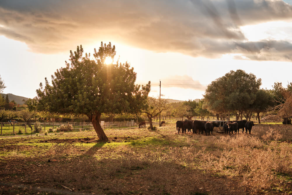 El manejo nutricional necesario para ambientes con variable climática