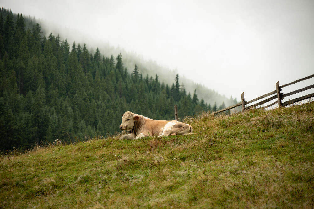 Importancia de las pasturas perennes