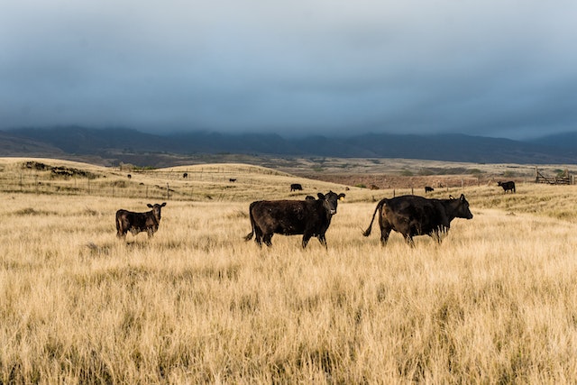 Pasturas perennes para el semiárido