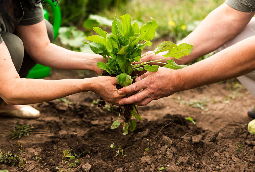 Alimentos basados en plantas